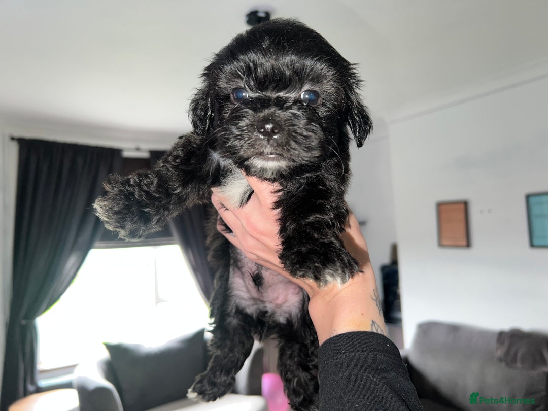 Zuchon dogs for sale: Shihzu x Bichon x Westie - Image 23