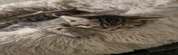Toyger cats for sale: Tabby kittens  - Advert 11