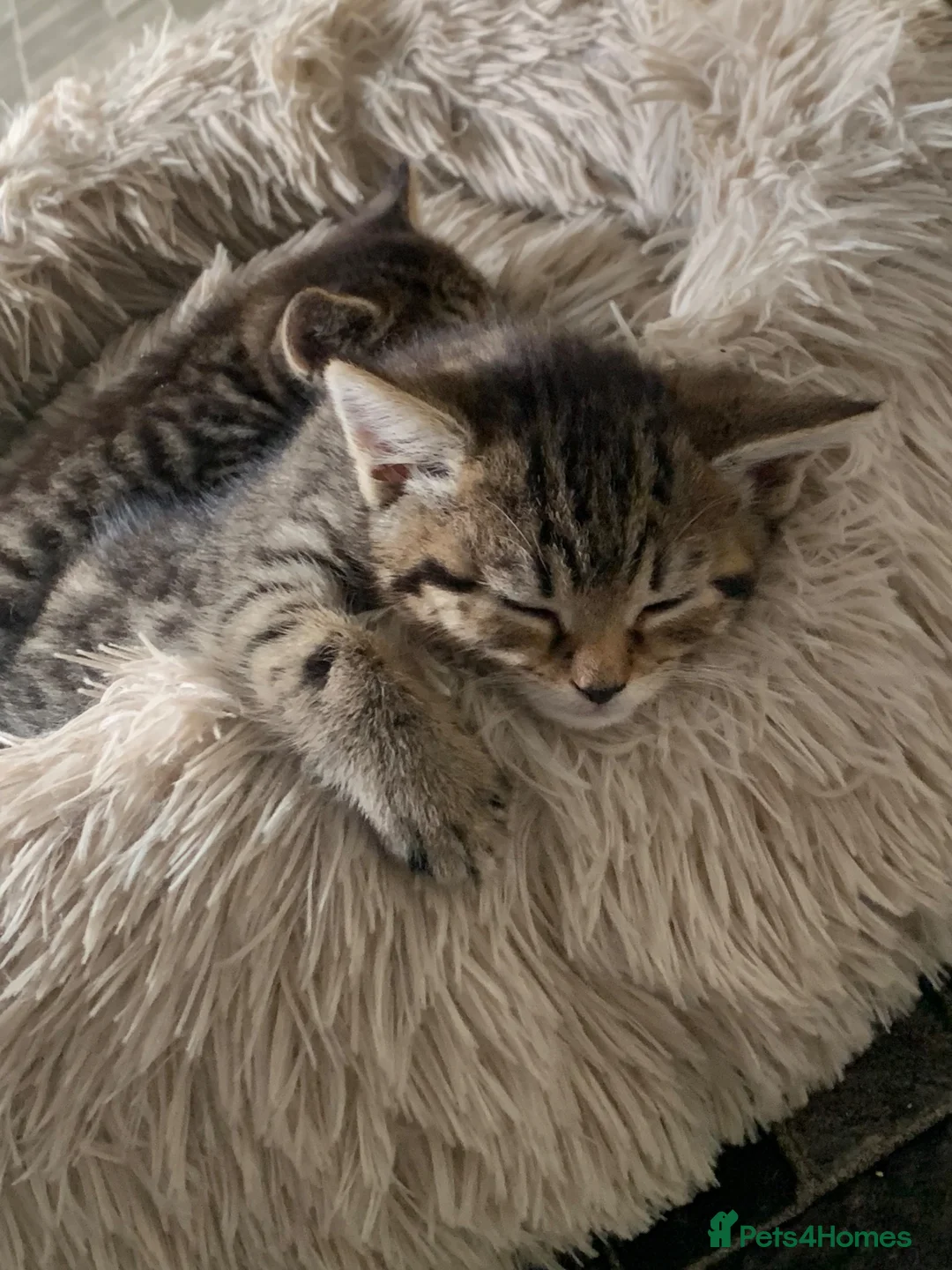 Toyger cats for sale: Tabby kittens  - Advert 11