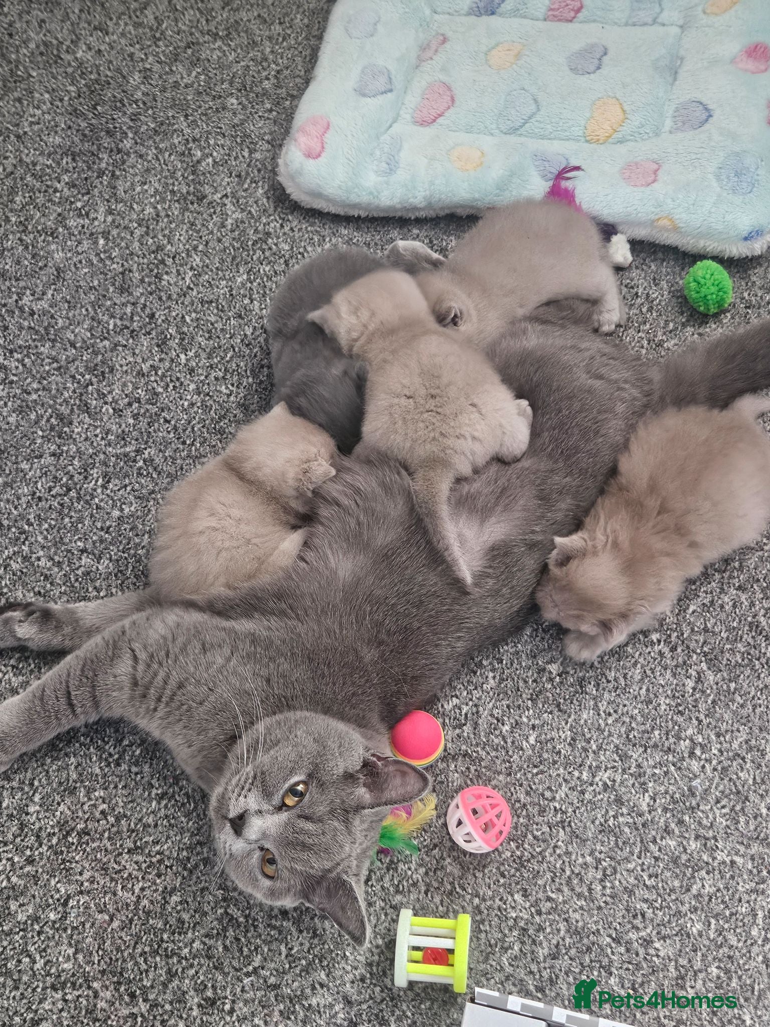 British Shorthair cats  British shorthair  - Advert 2