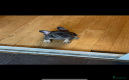 French Bulldog dogs for sale: Female frenchie  - Image 3