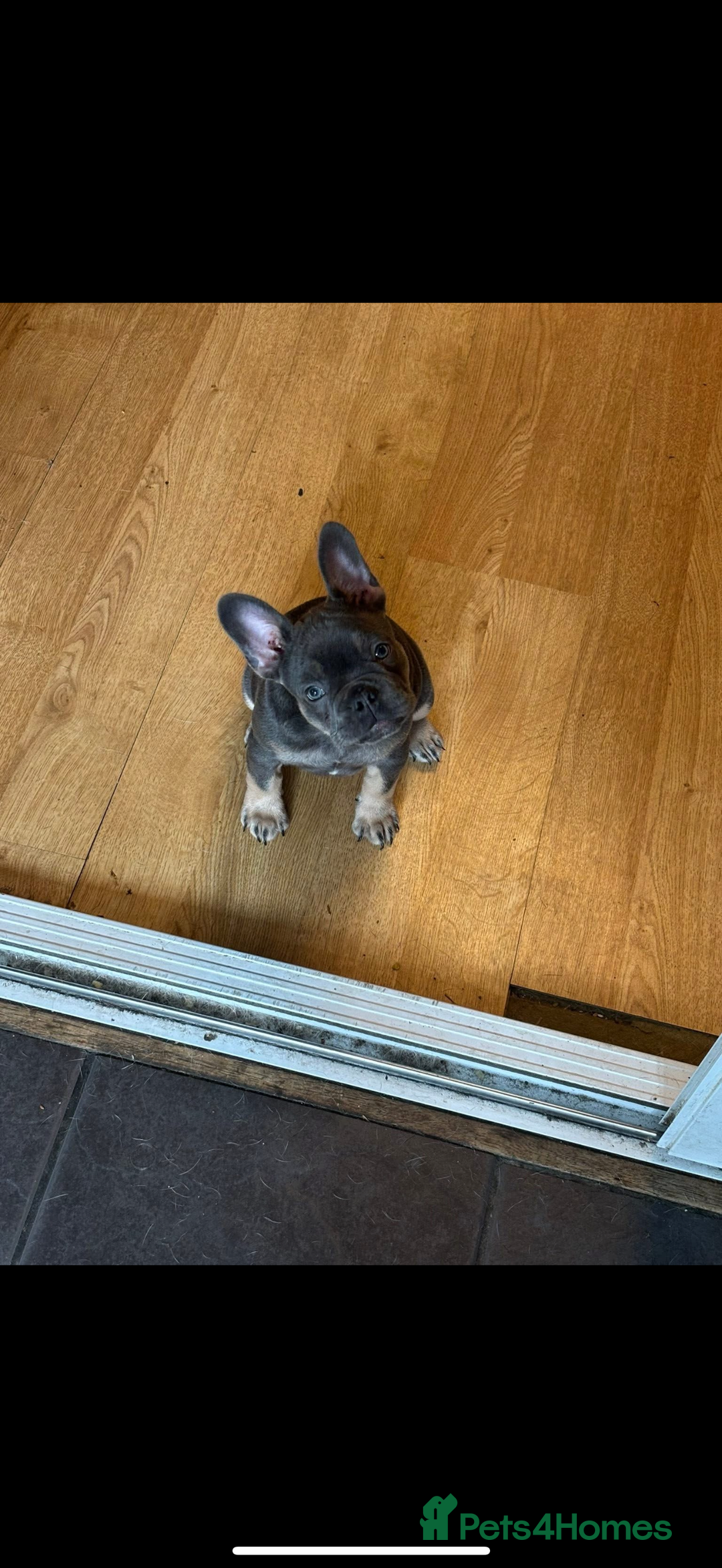 French Bulldog dogs for sale: Female frenchie  - Image 3