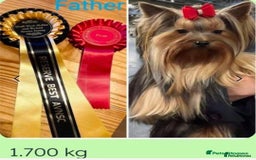 Yorkshire Terrier dogs for sale: Yorkshire Terrier Baby face boys for Sale  😍 - Image 10