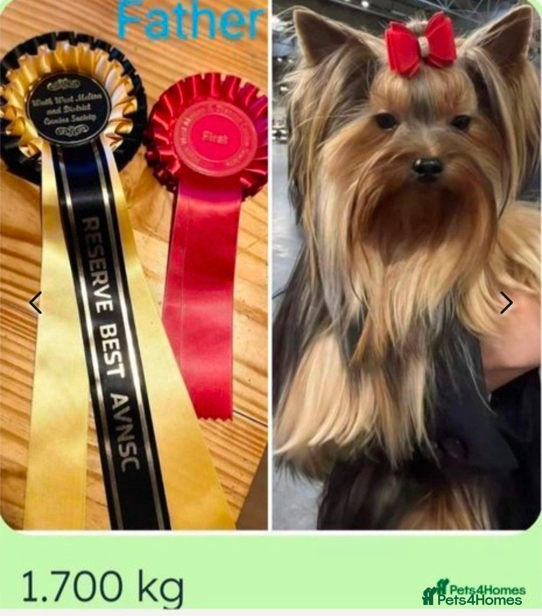 Yorkshire Terrier dogs for sale: Yorkshire Terrier Baby face boys for Sale  😍 - Image 10
