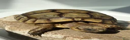 Tortoise reptiles for sale: Tortoise  in London - Advert 3