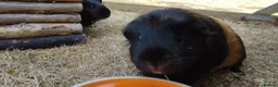 Guinea Pig rodents for sale: Three female guinea pigs looking for new home in Axminster - Advert 2