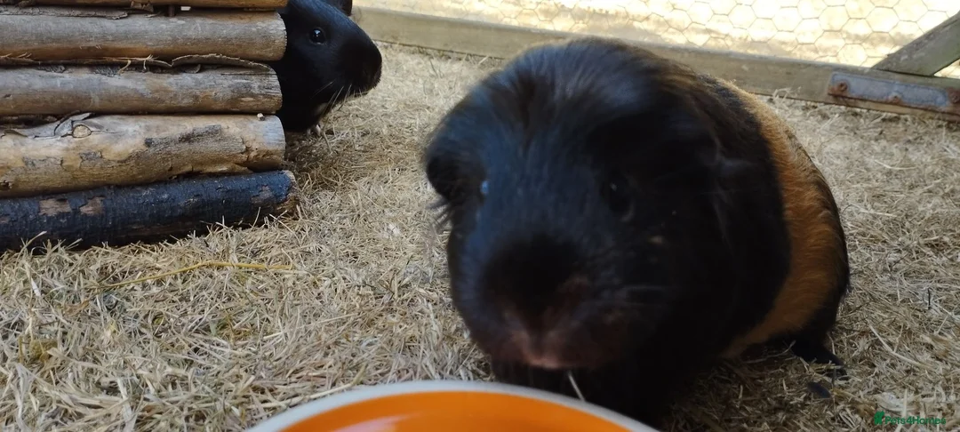 Guinea Pig rodents for sale: Three female guinea pigs looking for new home in Axminster - Advert 2
