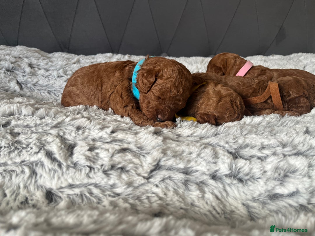 Toy Poodle dogs for sale: Toy poodle puppies - Advert 1