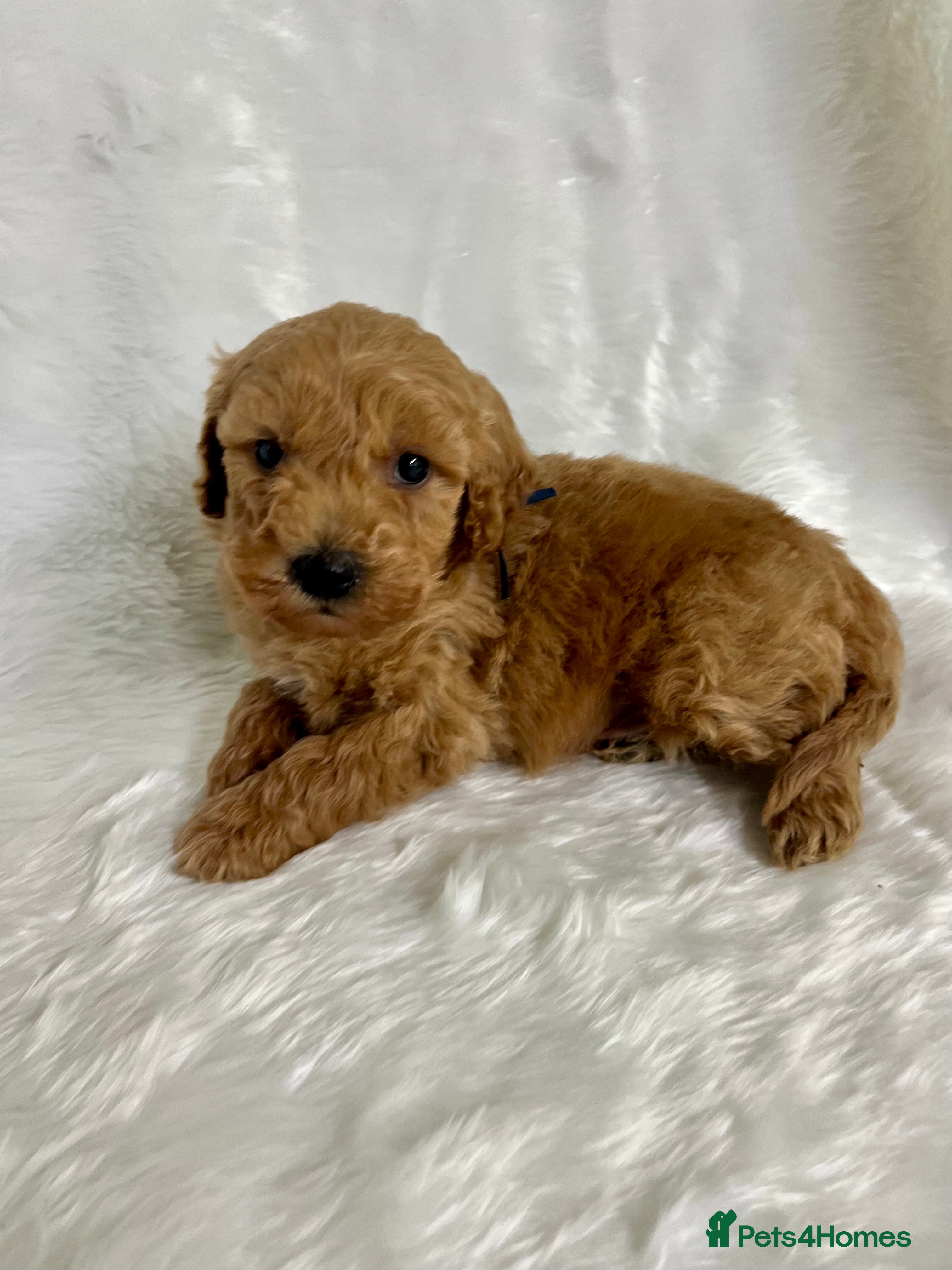 Goldendoodle dogs multigenerational Australian Red double doodles  - Advert 5