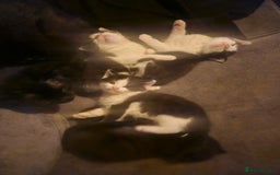 Mixed Breed cats for sale: 4 beautiful mixed kittens  - Image 6