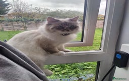 Siberian cats for sale: Siberian Neva Masquerade  - Image 2