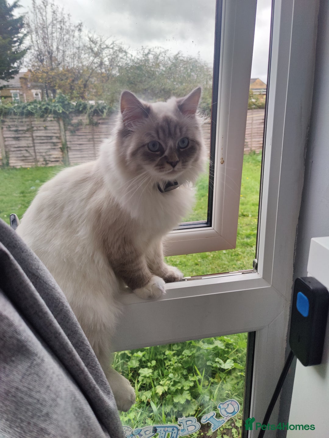 Siberian cats for sale: Siberian Neva Masquerade  - Image 2