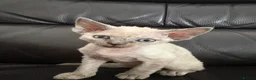Devon Rex cats for sale: ❤️Devon rex kittens available 😻 - Advert 4
