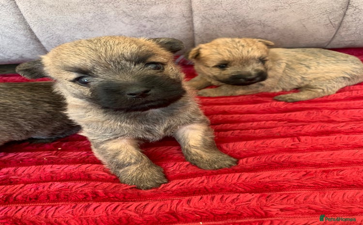 Cairn Terrier dogs - Advert 2