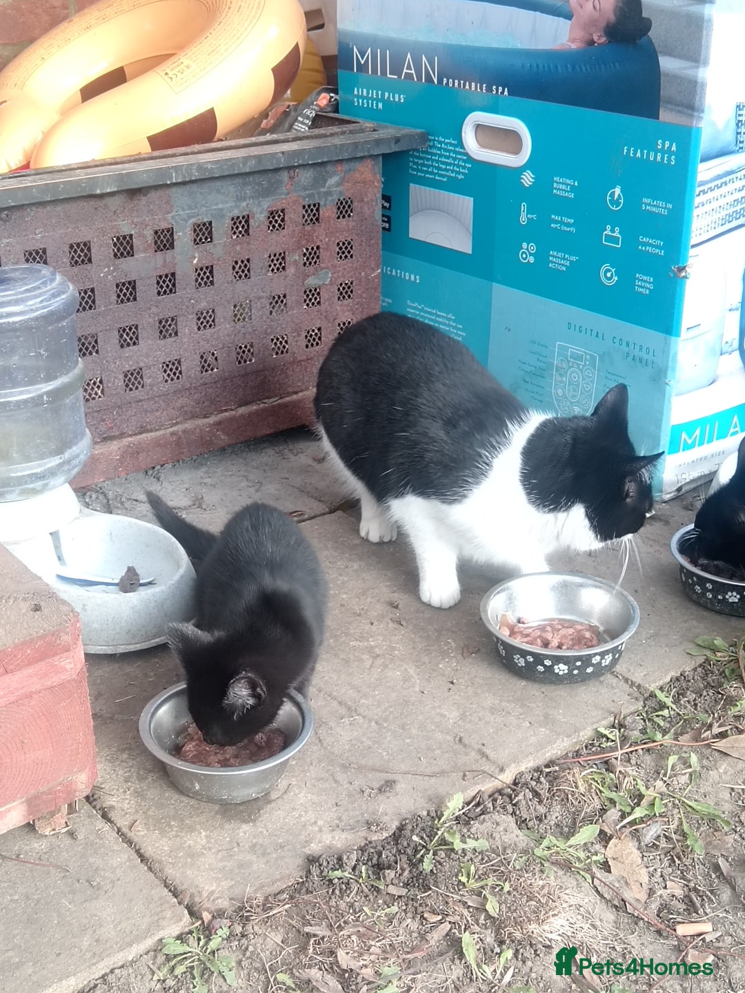 European cats for sale: Beautiful  black female kitten - Advert 3