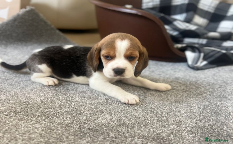 Beagle dogs - Advert 3