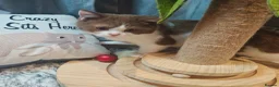 British Shorthair cats for sale: Blue golden, lilac gold, cinnamon bi colour  - Advert 10