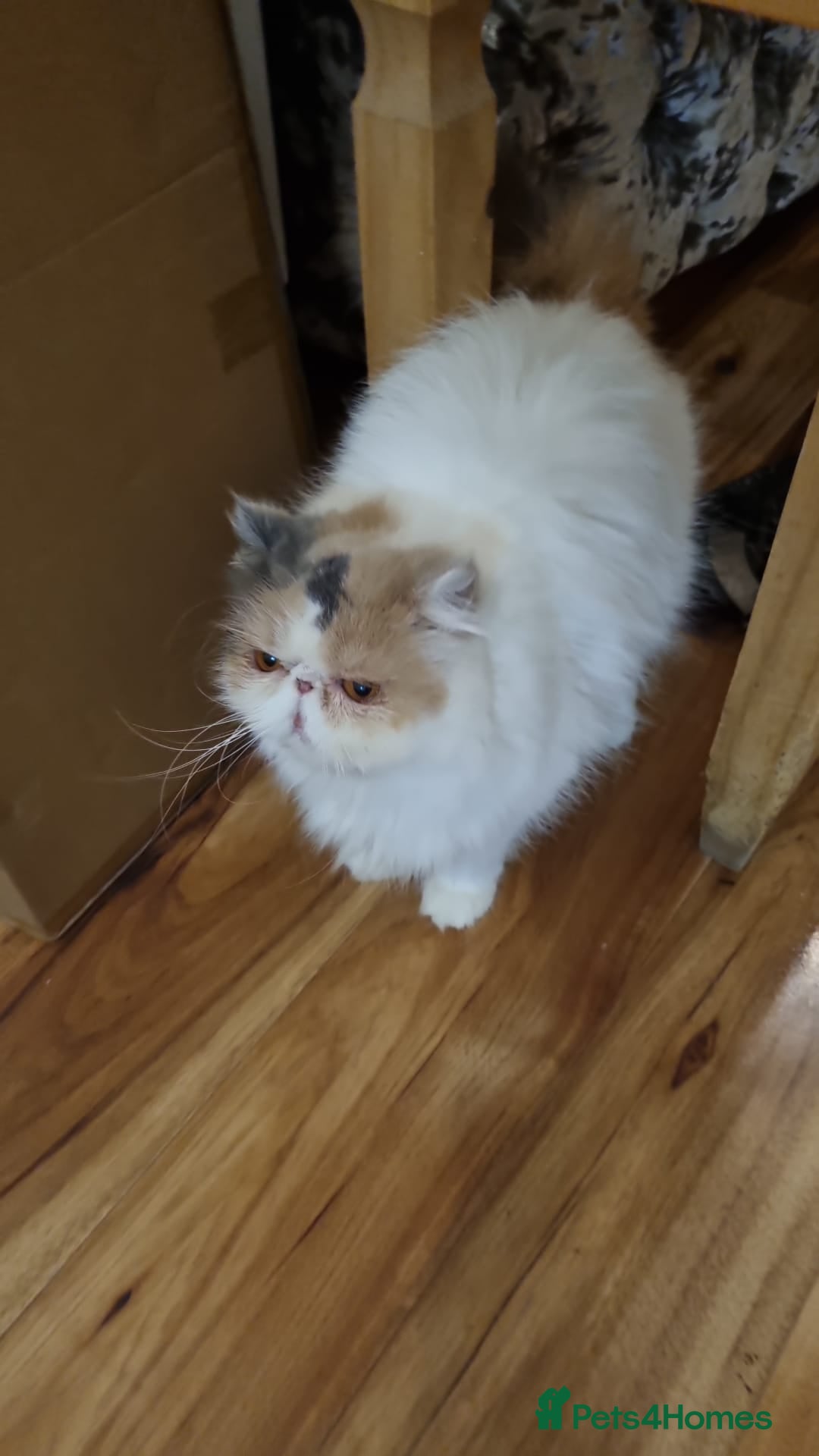 Persian cats for sale: Persian kitten  - Advert 5