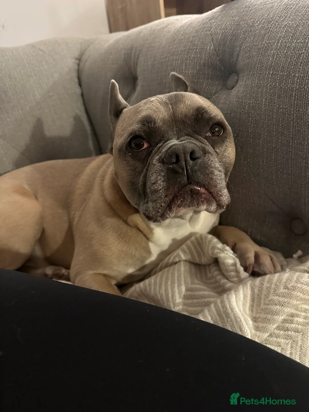 French Bulldog dogs for sale: Forever home for Gorgeous French Bulldog - Advert 6