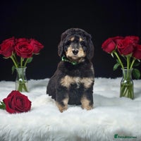 Bernedoodle dogs - Advert 1