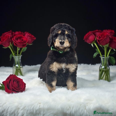 Bernedoodle dogs - Advert 4
