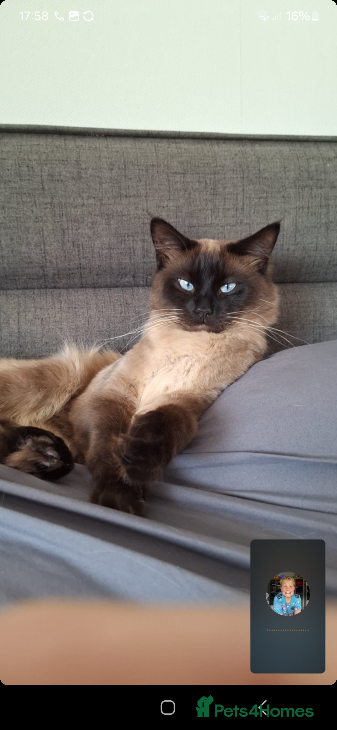 Ragdoll cats for sale: Ragdoll x Bombay  - Advert 15