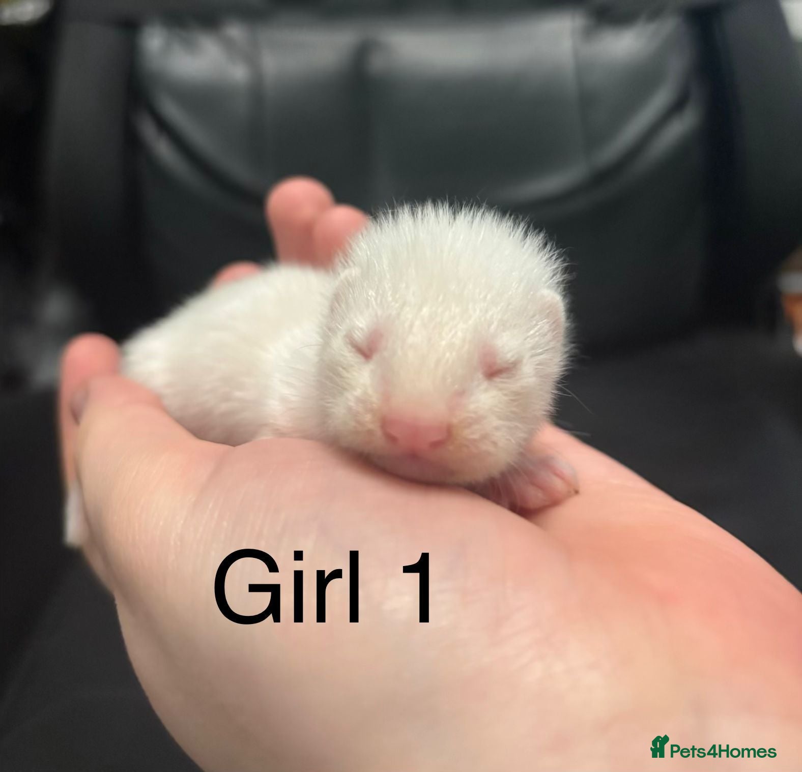 Ferret rodents Ferret kits  - Advert 1