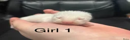 Ferret rodents for sale: Ferret kits  - Advert 1