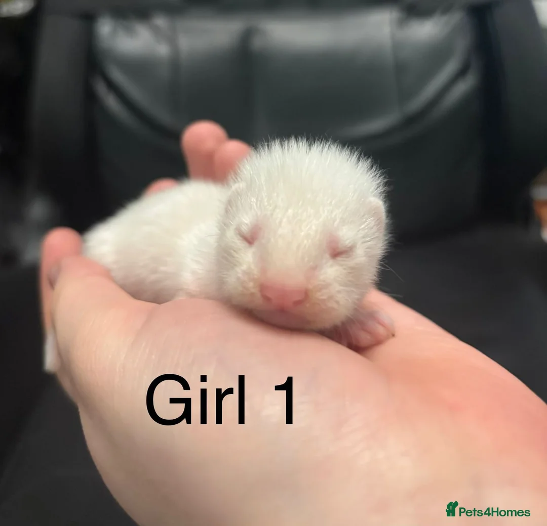 Ferret rodents for sale: Ferret kits  - Advert 1