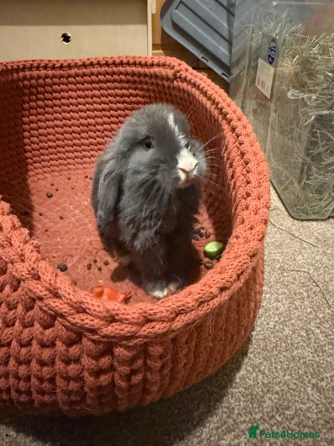 Mini Lop rabbits for sale: Male and female bonded rabbits  - Advert 7