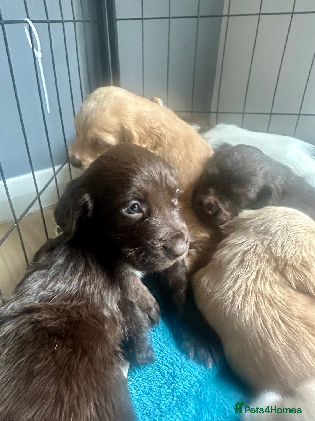 Sprocker dogs for sale: Beautiful spaniel puppies  - Image 9