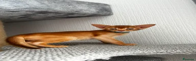 Abyssinian Kitten 1