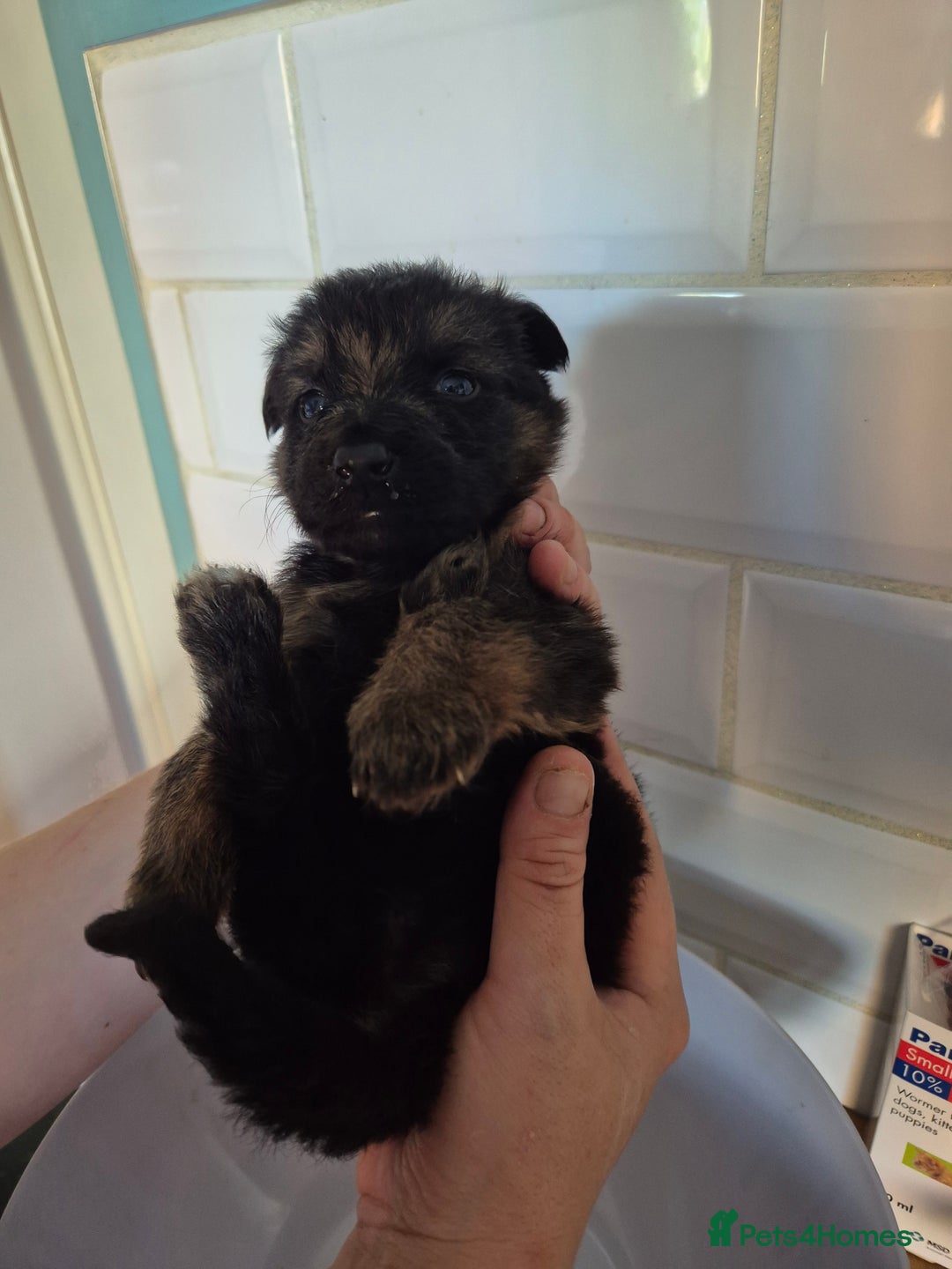 German Shepherd dogs for sale: Absolutely stunning German Shepherd pups in Doncaster - Image 24