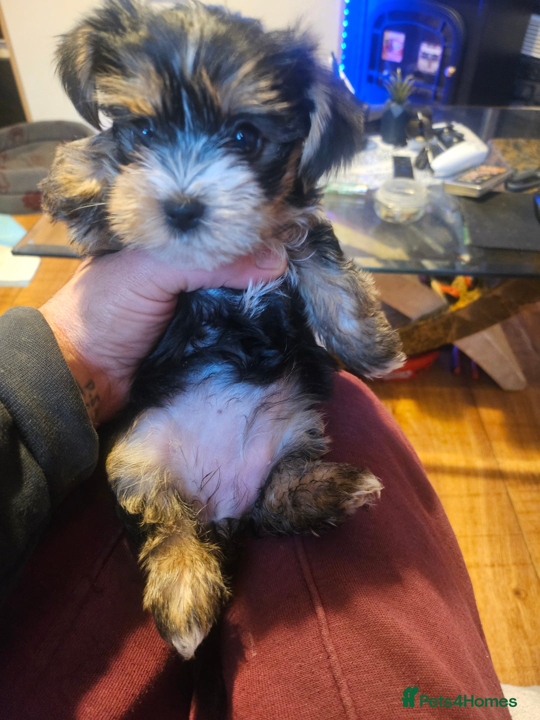 Yorkshire Terrier dogs for sale: Mini Yorkshire Terrier for Sale 2 boys 1 girl - Image 6