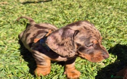 Miniature Dachshund dogs for sale: Special chocolate dapple doxies for sale - Image 4