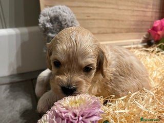 Cavachon dogs Cavapoochon puppies for sale - Advert 18