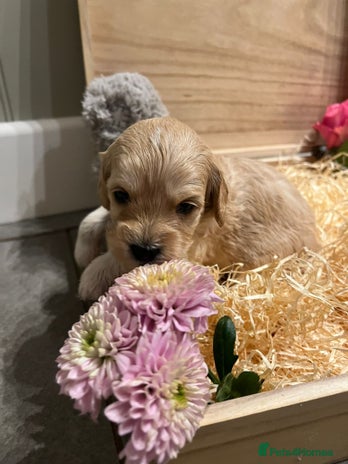 Cavachon dogs Cavapoochon puppies for sale - Advert 2