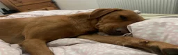 Labrador Retriever dogs for sale: Fox Red Labrador Puppies  - Advert 14