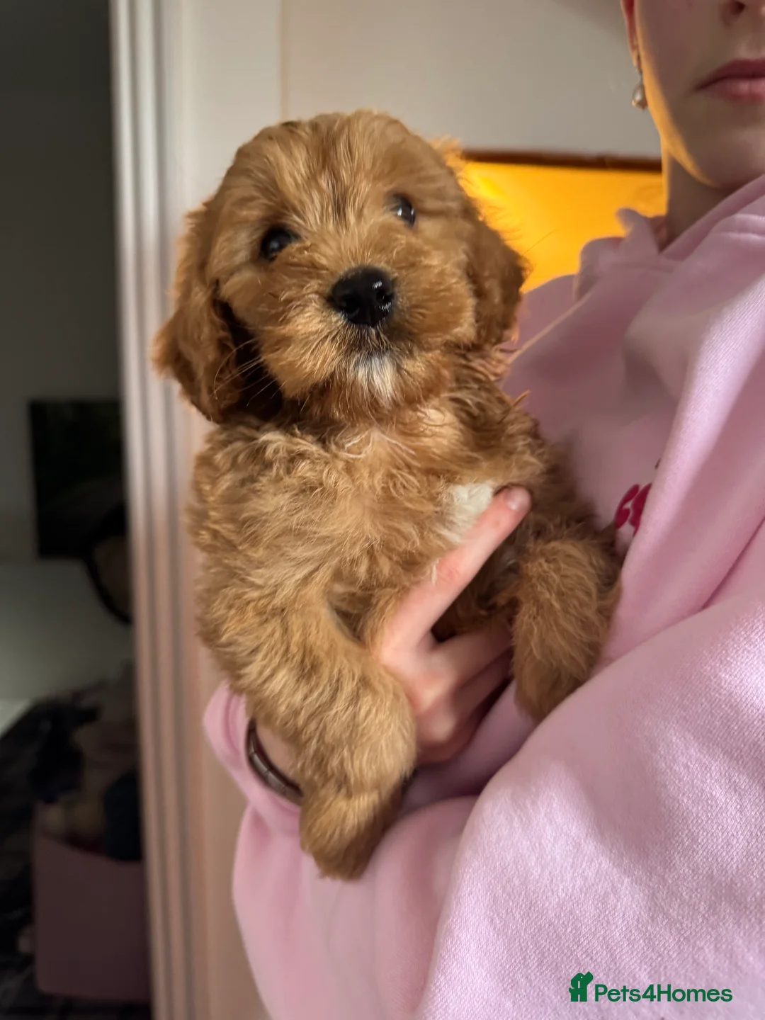 Cockapoo dogs for sale: Beautiful F1 Cockapoo boy for sale - Advert 7