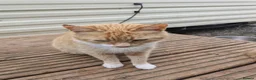 Mixed Breed cats for sale: Male tabby kitten  - Advert 3