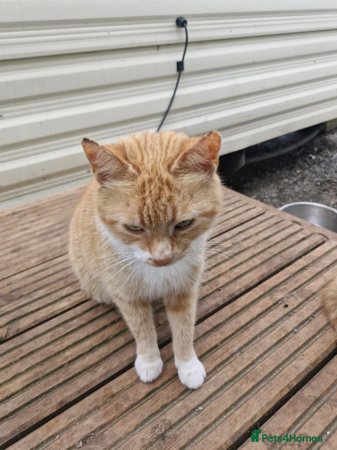 Mixed Breed cats for sale: Male tabby kitten  - Advert 3