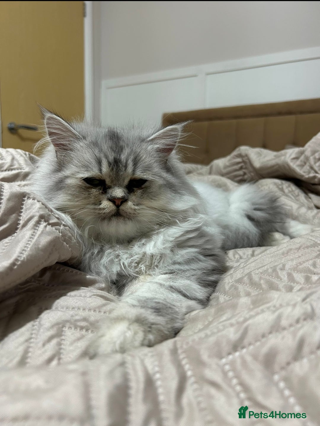 Persian cats for sale: 1 year old Persian - Advert 4
