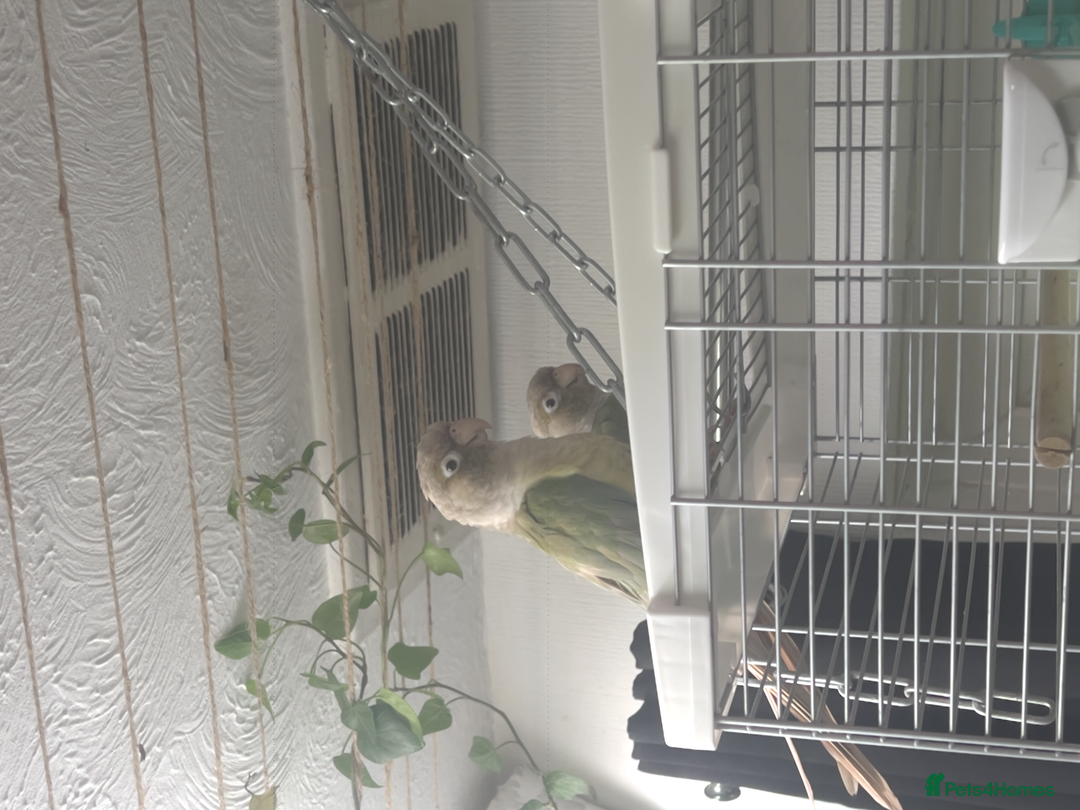 Conures birds for sale: Green cheek conure chicks - Image 3