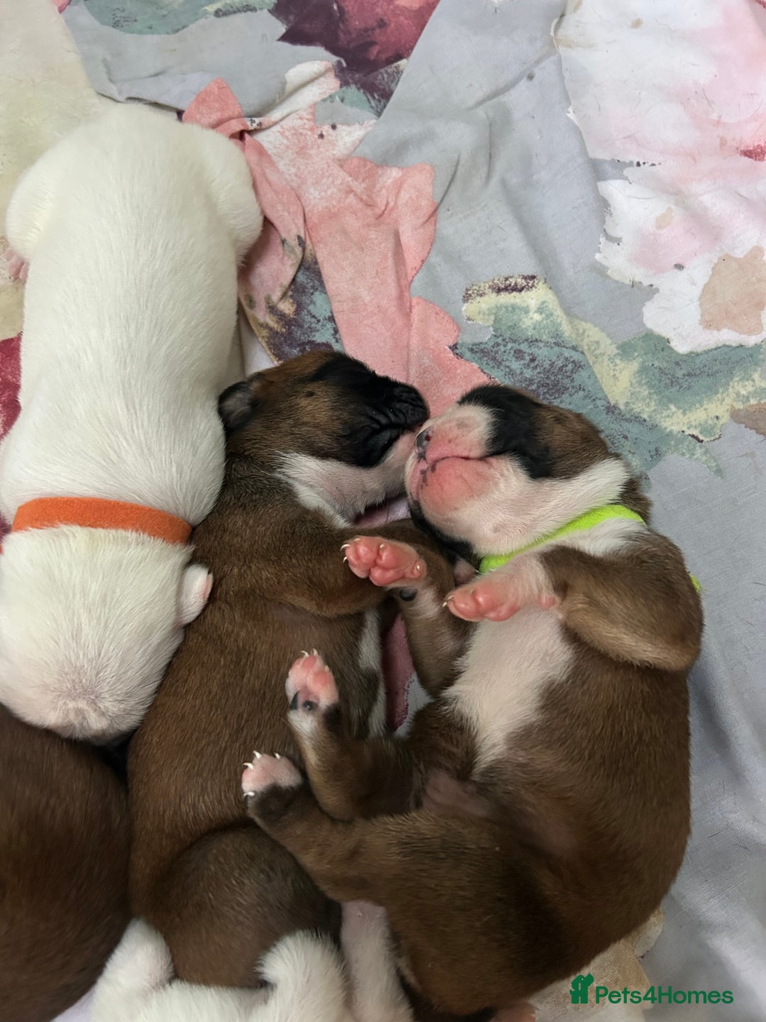 Boxer dogs for sale: Adorable BOXER puppies - Advert 28