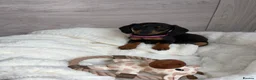 Miniature Dachshund dogs for sale: Miniature dachshunds in Newport - Advert 5