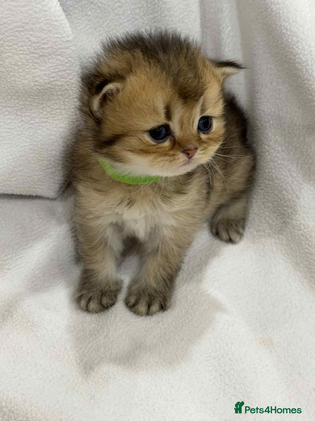 British Longhair cats for sale: ⭐️STUNNING GOLDEN BRITISH LONGHAIR TICA KITTENS⭐️ - Advert 16