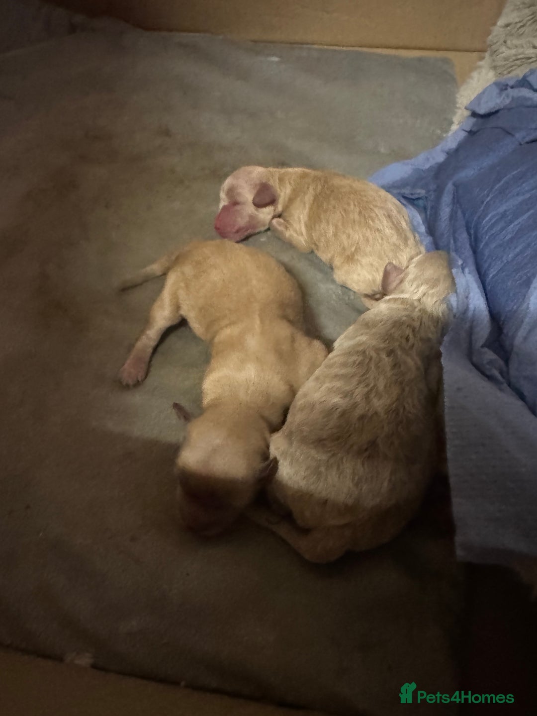 Maltipoo dogs for sale: Beautiful litter of maltipoos - Image 1