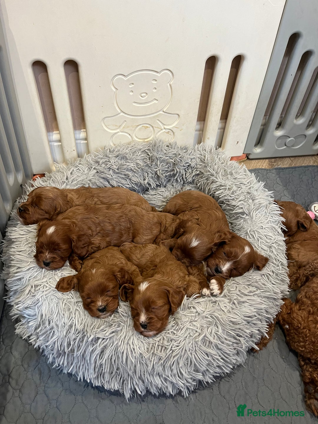 Cavapoo dogs for sale: Merlesque ⭐️⭐️⭐️⭐️⭐️F1 Cavapoos 200 DNA - Image 19