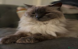 Ragdoll cats for sale: Billy The Ragdoll - Image 2