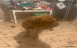 Dogue De Bordeaux dogs for sale: Beautiful dog de Bordeaux puppies full breads  - Image 9